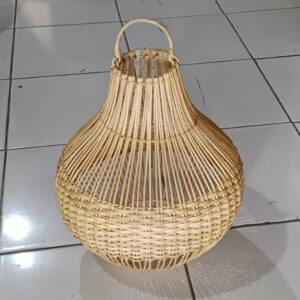 pachira braid